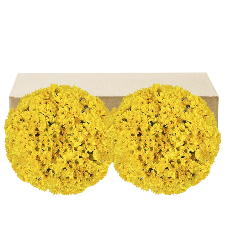 Pom Daisy, 60-stem