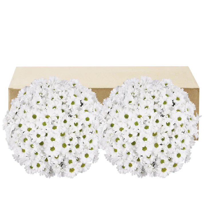 Pom Daisy, 60-stem
