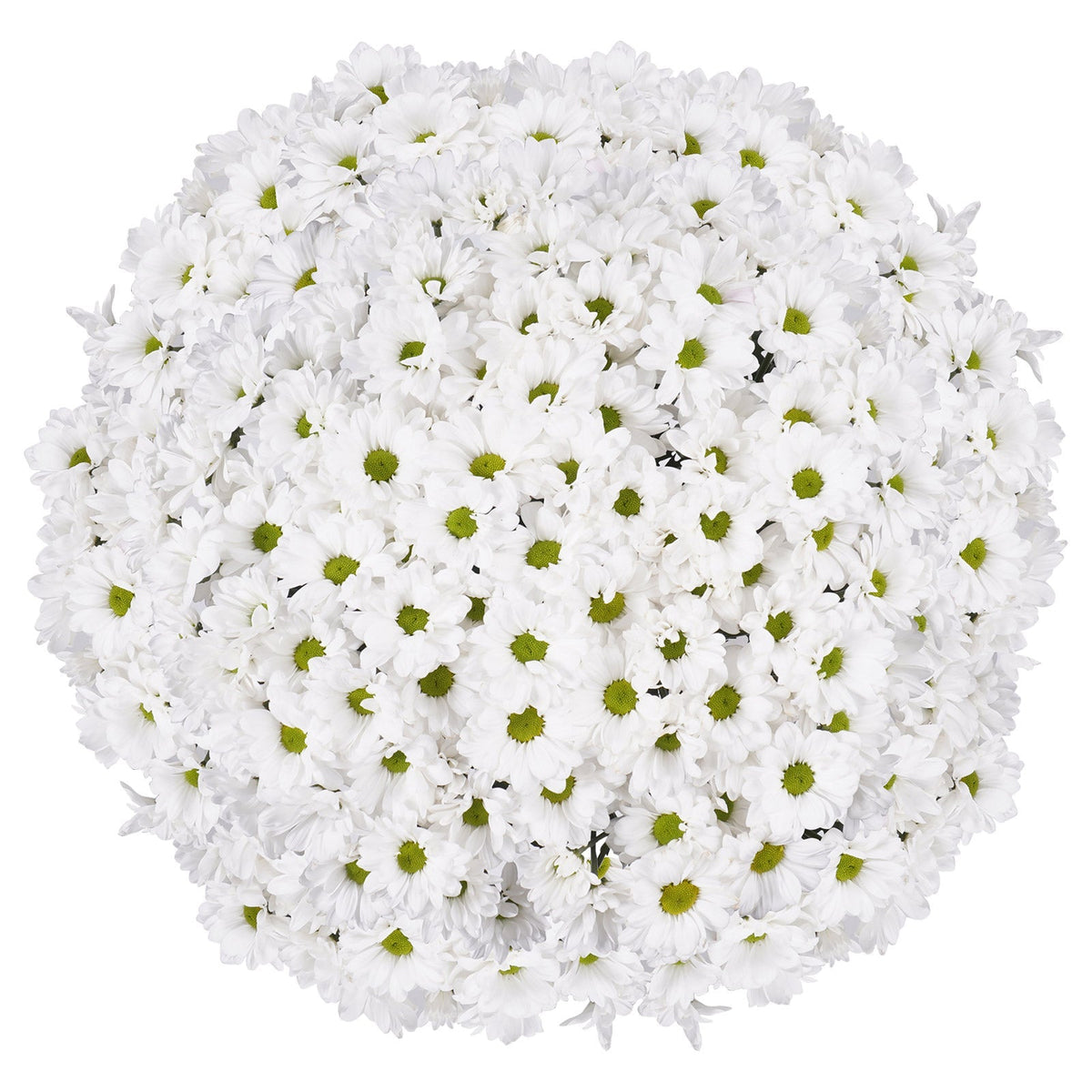 Pom Daisy, 60-stem