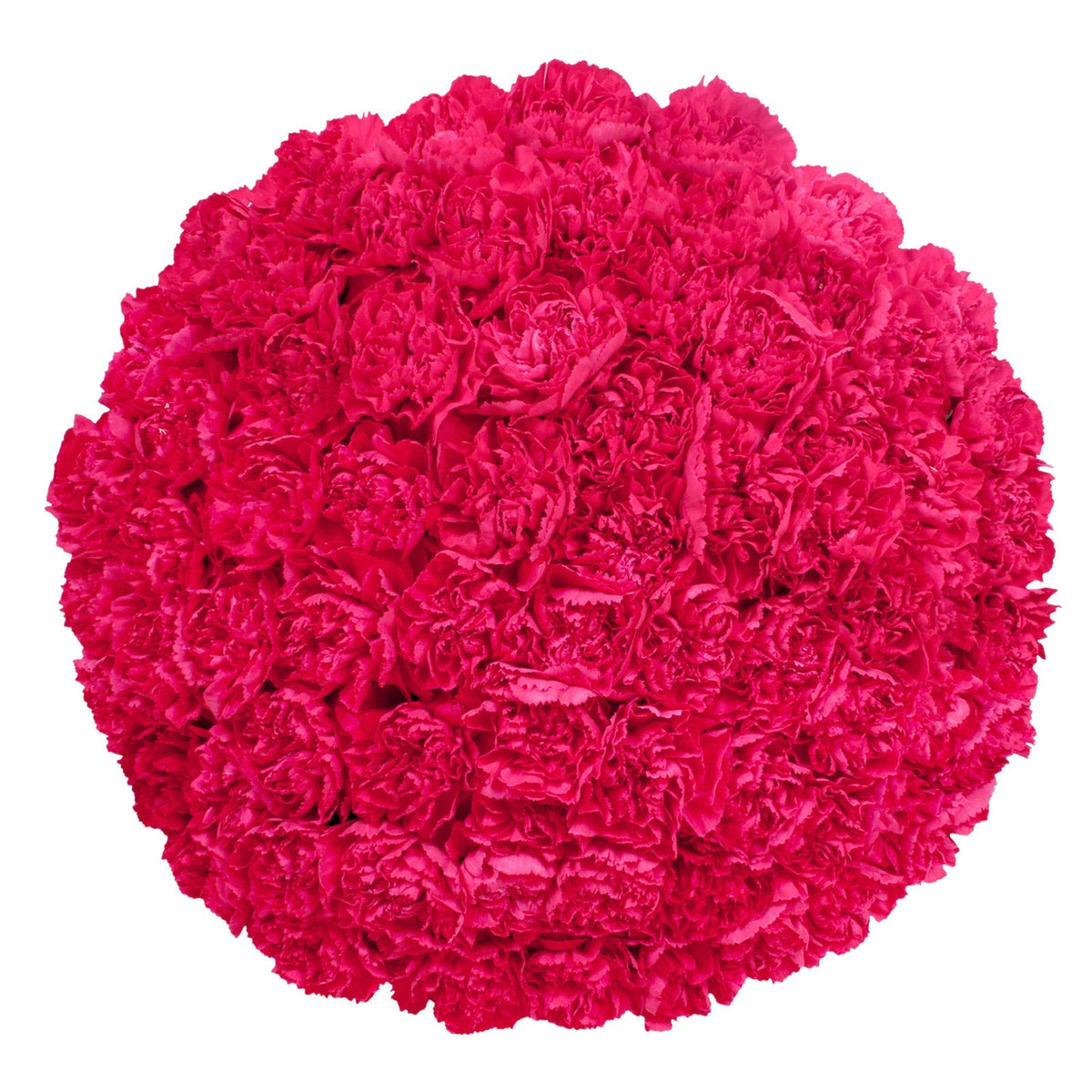 Carnations, 100 Stems
