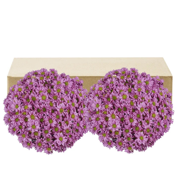 Pom Daisy, 60-stem