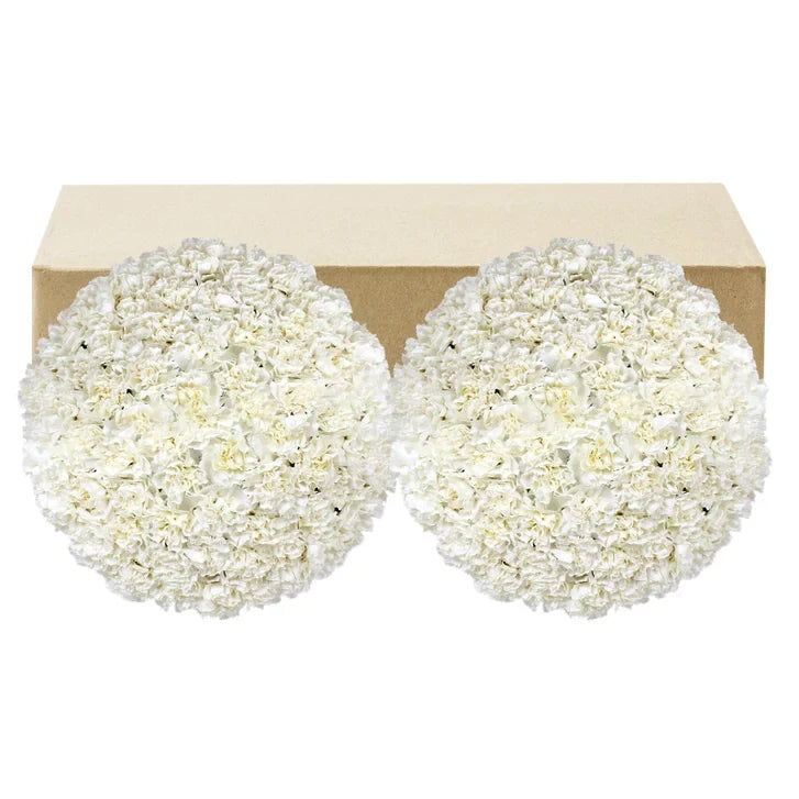 Carnations, 100 Stems