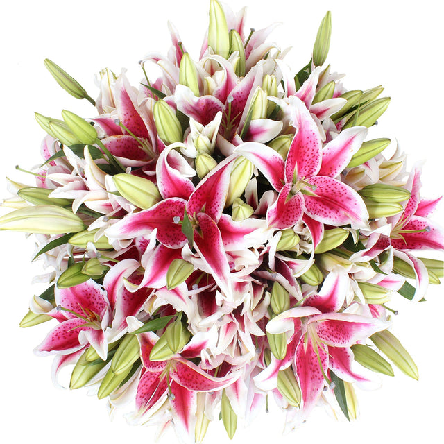 Oriental Lily, 50 Stems Z4