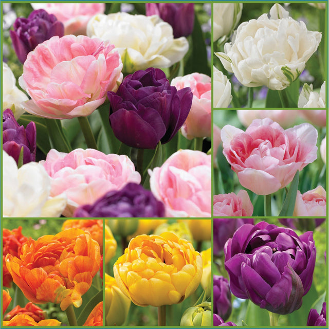 Horticana: Double Your Joy Peony Tulip Collection I1
