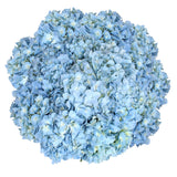 Hydrangea, 30 Stems