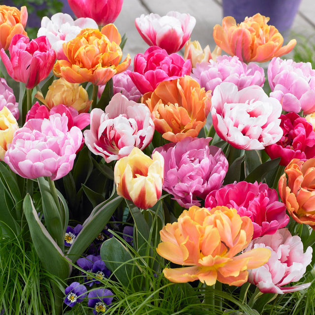 Tulip Double Early Assorted D5