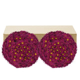 Pom Daisy, 60-stem