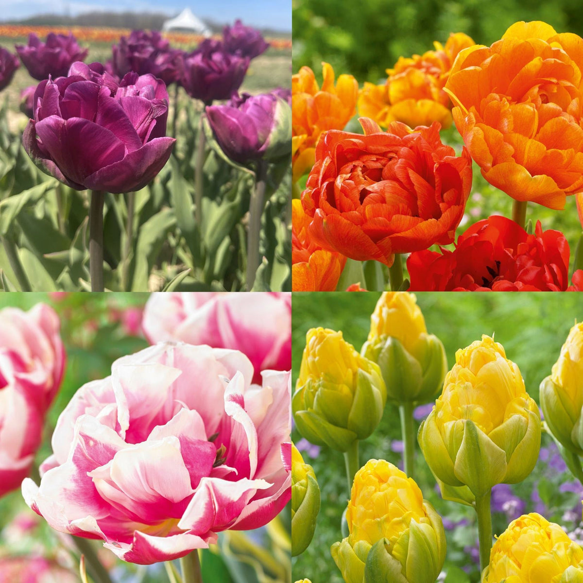 Late Blooming Tulip Collection