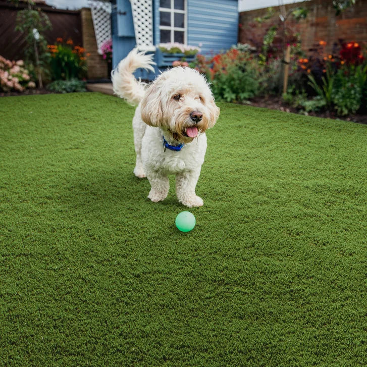 Golden Select Barley Artificial Grass Custom Roll