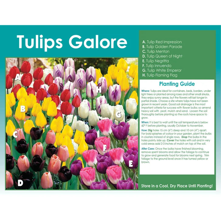Horticana: Tulips Galore