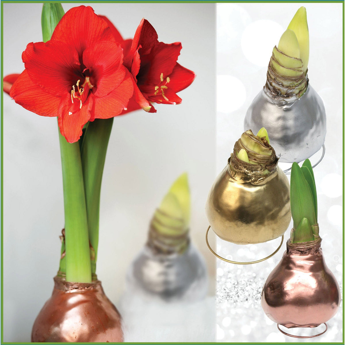 Horticana: Easy Blooms – Wax Amaryllis