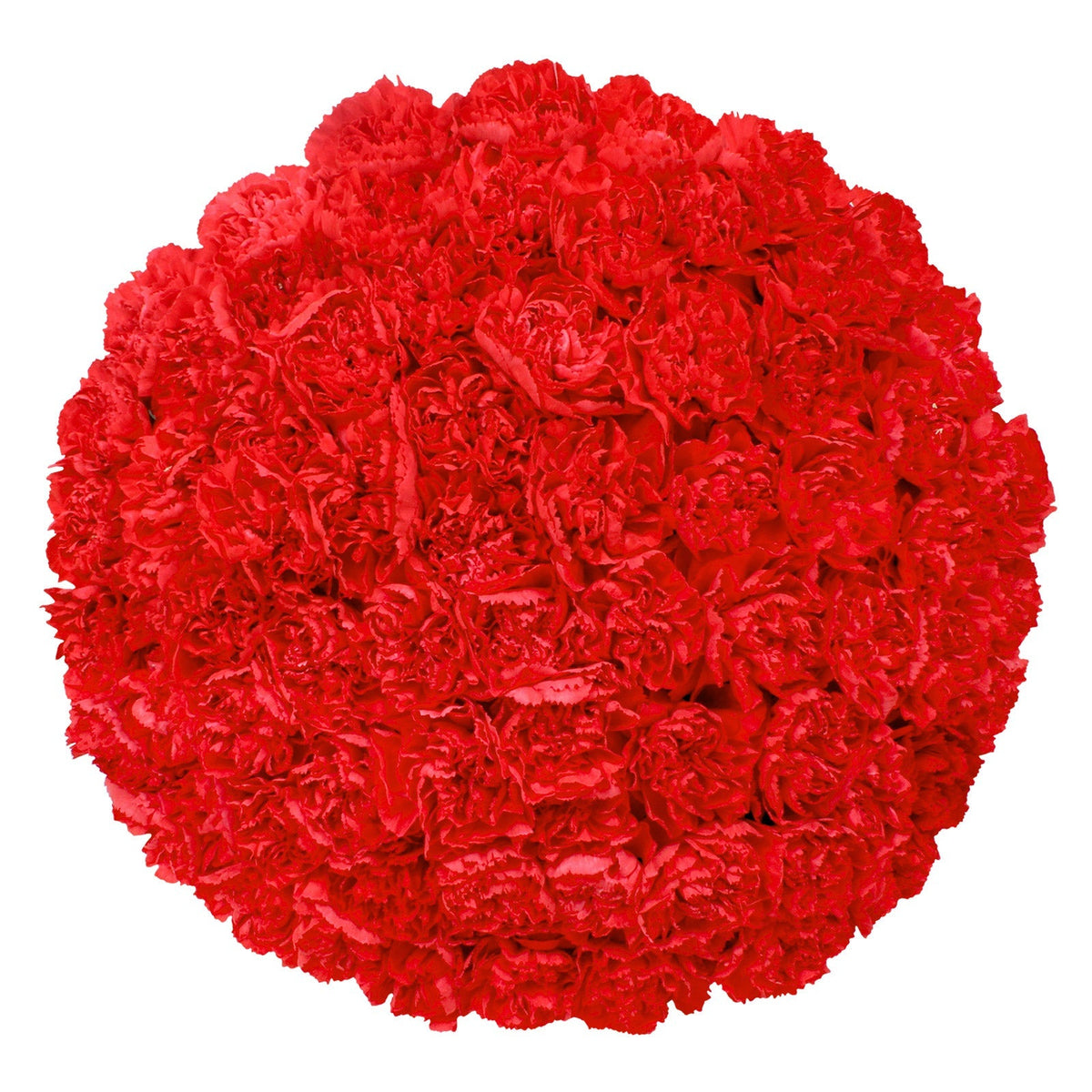 Carnations, 100 Stems