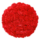 Carnations, 100 Stems