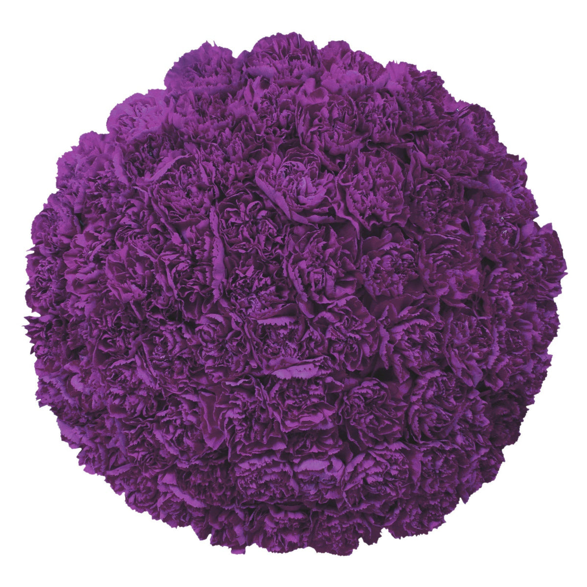 Carnations, 100 Stems