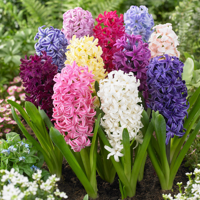 Hyacinth Orientalis Assorted W3