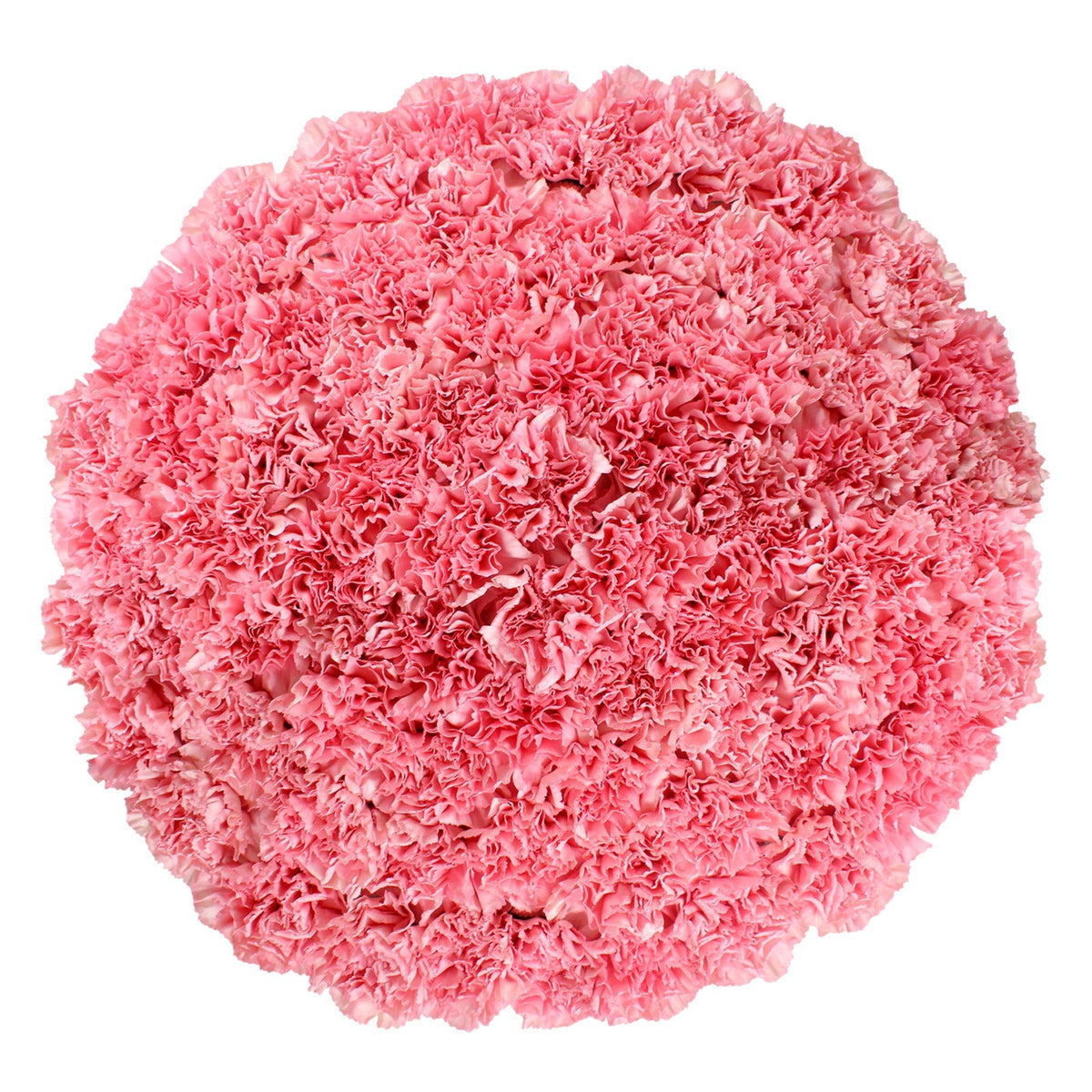Carnations, 100 Stems