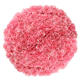 Carnations, 100 Stems