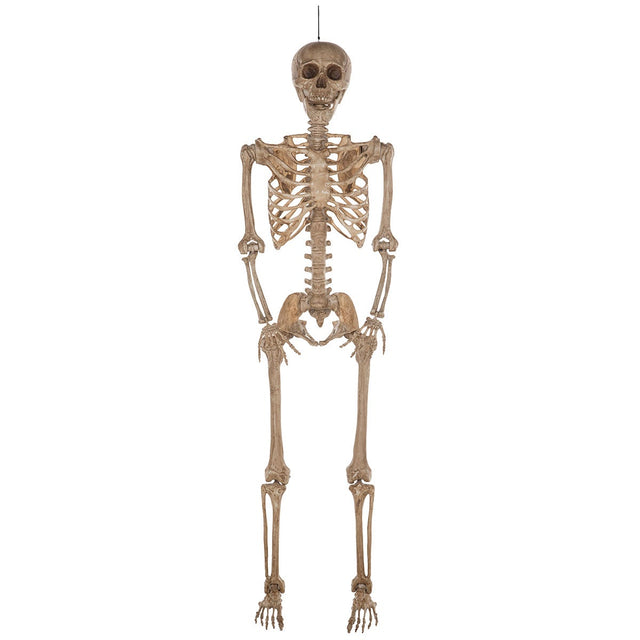 Halloween - 2 m (7ft) Poseable Skeleton X2