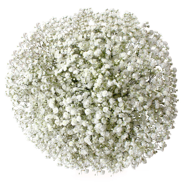 Bulk Baby's Breath, 120 Stems R0
