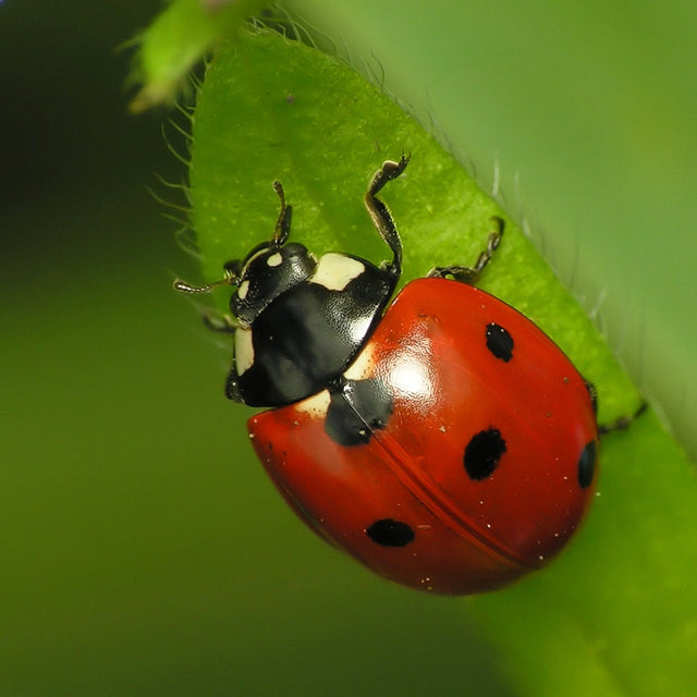 500 Live Ladybugs for Aphid Control P1