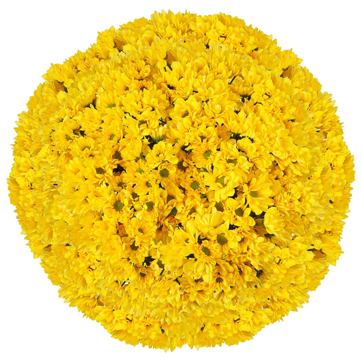Pom Daisy, 60-stem