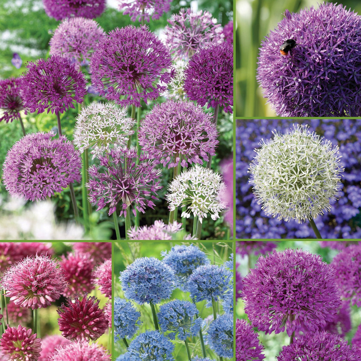 Horticana: Amazing Alliums Pollinator Garden