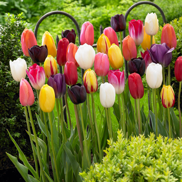 Tulip Single Late Assorted K2